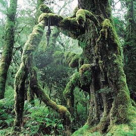 Картина Adriani &amp; Rossi Prints on canvas Flowers and plants Painting 1108, фото 1