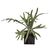 Декоративный элемент Adriani &amp; Rossi Platycerium, фото 3