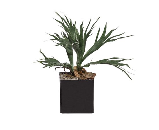 Декоративный элемент Adriani &amp; Rossi Platycerium, фото 2