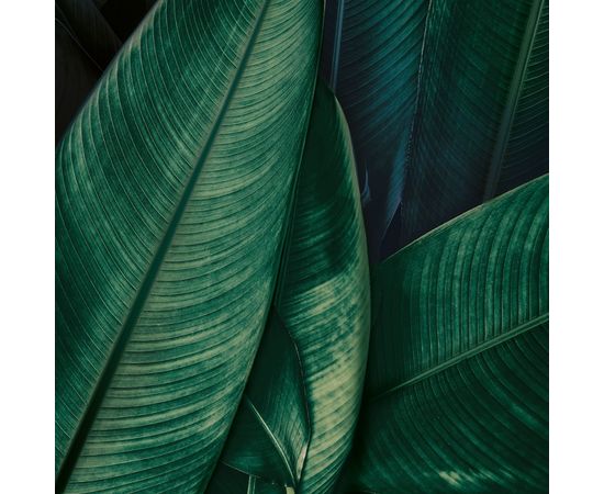 Обои Adriani &amp; Rossi JUMANJI, фото 1