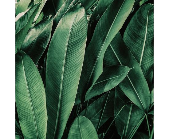 Обои Adriani &amp; Rossi JUMANJI, фото 3