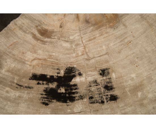 Журнальный столик Phillips Collection Petrified Wood Coffee Table, SS Legs, фото 3