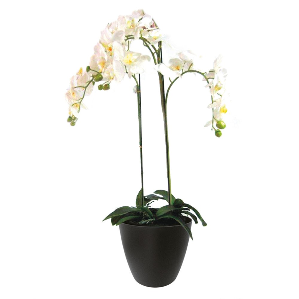 Adriani & Rossi Adriani & Rossi Pianta Orchidea